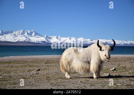 Yak blanc en Lac Namtso, Tibet. Est le plus grand Lac Namtso dans la région autonome du Tibet Banque D'Images