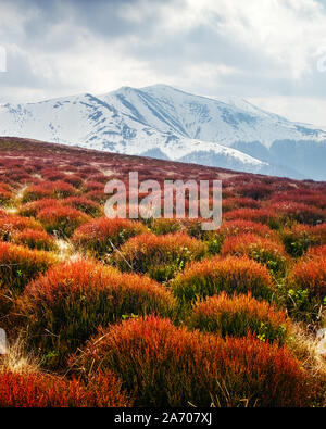 Vue de l'herbe des collines avec des touffes d'orange et les montagnes enneigées de l'arrière-plan. Scène printemps spectaculaire Banque D'Images