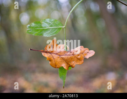 Falkenstein, Allemagne. 29 Oct, 2019. Une feuille de chêne d'automne a été arrêté dans la feuille d'un arbuste toujours vert en tombant au sol. Crédit : Frank Rumpenhorst/dpa/Alamy Live News Banque D'Images