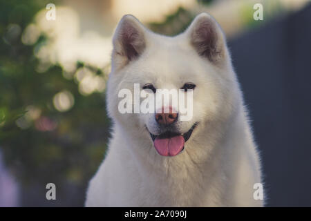 Akita Inu Banque D'Images
