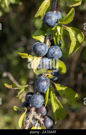 Mûre acide prunelle ( Prunus spainosa) petits fruits en octobre sur campagne environnante Banque D'Images