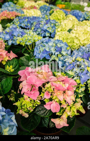 Beaucoup de couleur différente d'hortensias dans un magasin de fleur. Banque D'Images