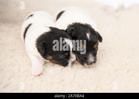 Mignon petit chiot Jack Russell chiens 14 jours vieux mensonge côte à côte sur une couverture in front of white background Banque D'Images