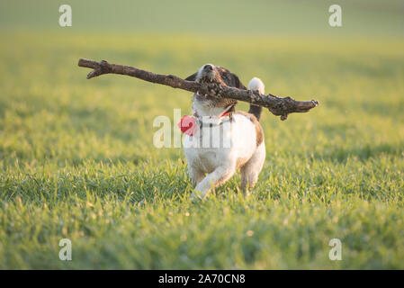 Peu de professionnels size madness Jack Russell Terrier chien porte une grosse branche sur un pré vert Banque D'Images