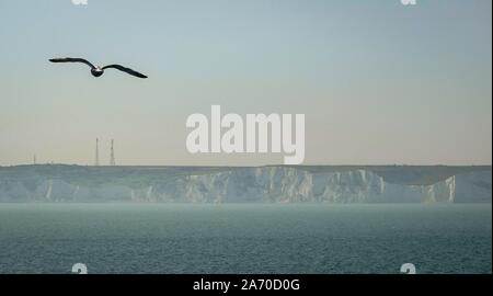 Seagull in front of White Cliffs of Dover Banque D'Images