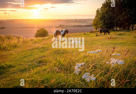 Le pâturage des chevaux dans un paysage rural sous le soleil chaud avec bleu jaune et orange de l'herbe de pâturage et arbres vue tendue Banque D'Images