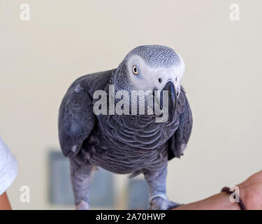 Perroquet gris d'Afrique, Psittacus erithacus. Banque D'Images