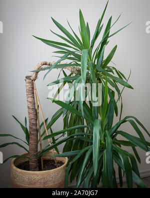 Yucca plante à l'intérieur en gros pot de fleurs Banque D'Images