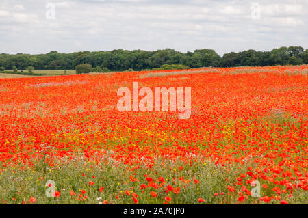 Des champs de pavot rouge vif à côté de South Downs Way dans le Hampshire, en Angleterre. Banque D'Images