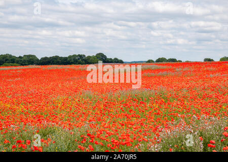 Des champs de pavot rouge vif à côté de South Downs Way dans le Hampshire, en Angleterre. Banque D'Images