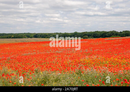 Des champs de pavot rouge vif à côté de South Downs Way dans le Hampshire, en Angleterre. Banque D'Images