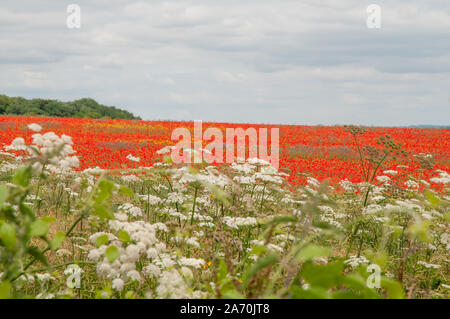 Des champs de pavot rouge vif à côté de South Downs Way dans le Hampshire, en Angleterre. Banque D'Images