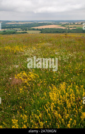 Une prairie de fleurs sur la vieille Winchester Hill et South Downs Way avec une vue dégagée sur la campagne du Hampshire, en Angleterre. Banque D'Images