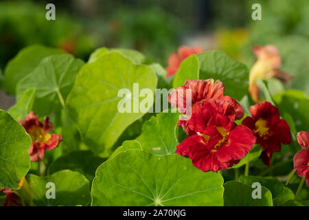 Parmi les fleurs de capucines rouges feuillage vert profond, photographié dans le soleil en automne dans le Somerset au Royaume-Uni. Banque D'Images