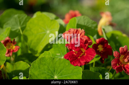 Parmi les fleurs de capucines rouges feuillage vert profond, photographié dans le soleil en automne dans le Somerset au Royaume-Uni. Banque D'Images