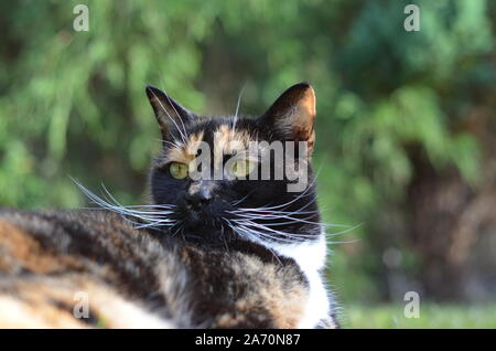 La capture l'attention du chat Banque D'Images