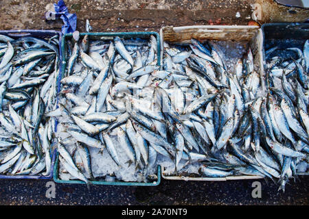 Sardine de l'Atlantique de nombreux poissons sont vendus en boîtes sur le marché marocain. Poisson frais pêché par les pêcheurs. Peu de poissons sardine Banque D'Images