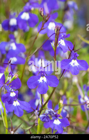 Plante lobelia erinus bleu Banque D'Images