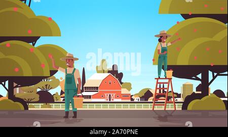 Quelques agriculteurs ramasser des pommes mûres d'arbre african american man woman gathering fruits en saison des récoltes campagne concept contexte plate horizontale vector illustration Illustration de Vecteur