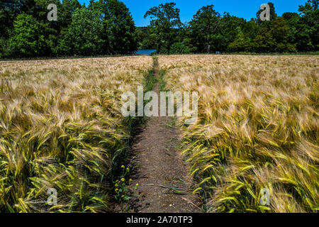 Sentier à travers champ d'orge de l'été chaud ensoleillé Banque D'Images