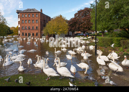 Les niveaux élevés de l'eau sur la rivière Severn entraîner des inondations et des cygnes nageant dans la ville de Worcester, Worcester, Royaume-Uni Banque D'Images