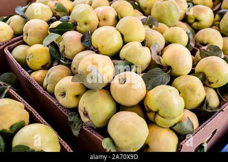 Coing bio frais sur le marché des fermiers. Chasse d'automne de coings apple. La nourriture végétalienne saine. Banque D'Images