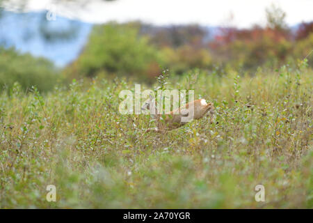 Doe deer sautant dans l'herbe haute on meadow Banque D'Images