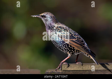 Close up d'un adulte sansonnet Sturnus vulgaris montrant clairement son plumage d'automne avec des points blancs et noirs de loi Banque D'Images