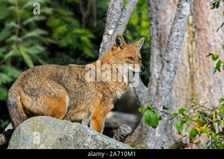 Le chacal doré (Canis aureus) Canidé originaire d'Europe du Sud-Est et l'Asie Banque D'Images