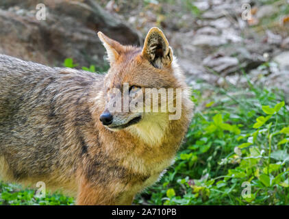 Portrait de chacal doré (Canis aureus) Canidé originaire d'Europe du Sud-Est et l'Asie Banque D'Images