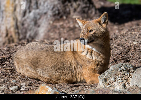 Le chacal doré (Canis aureus) Canidé originaire d'Europe du Sud-Est et l'Asie Banque D'Images