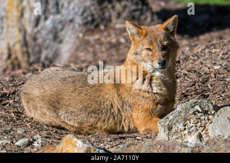 Le chacal doré (Canis aureus) Canidé originaire d'Europe du Sud-Est et l'Asie Banque D'Images