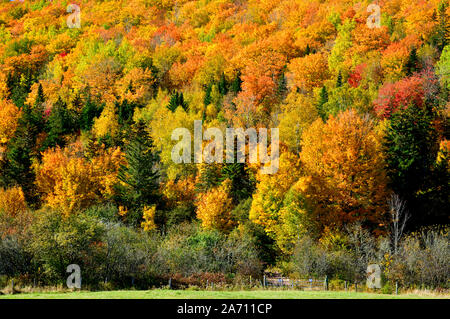 L'image d'un bois de crête avec sa forêt de feuillus en tournant les rouges et jaunes, couleurs de l'automne dans une région rurale près de Sussex au Nouveau-Brunswick, Ca Banque D'Images