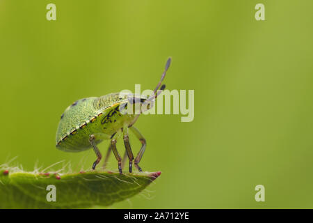 Vert commun nymphe Shieldbug (Palomena prasina) perché sur fin de ronce feuille. Tipperary, Irlande Banque D'Images