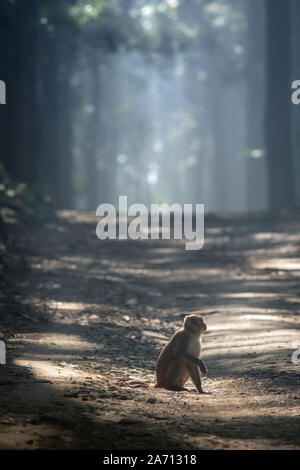 Singe Macaque indien posant au milieu de la forêt Banque D'Images
