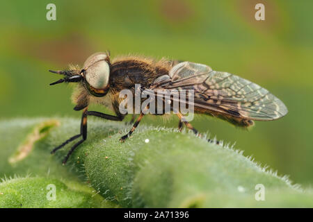 Encoche à cornes Cleg mâle (Haematopota pluvialis horsefly) perché sur plante. Tipperary, Irlande Banque D'Images