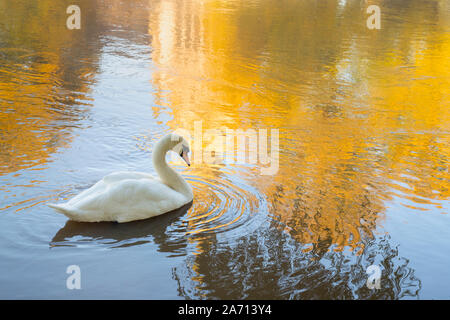 Cygnus olor. Cygne muet sur la rivière Avon, tôt le matin la lumière d'automne. Stratford Upon Avon, Warwickshire, Angleterre Banque D'Images