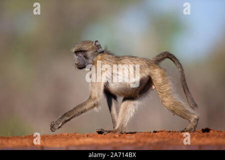 Babouin Chacma juvénile (Papio ursinus) marche, Karongwe Game Reserve, Limpopo, Afrique du Sud Banque D'Images