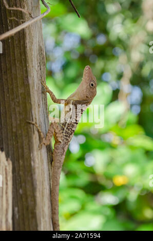 Brown Anole Lizard Escalade Wooden Post Banque D'Images