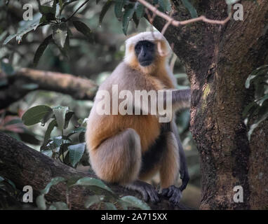 Langur indien perché sur un arbre regardant la caméra Banque D'Images