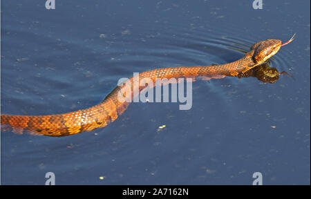 Mocassin d'eau (cottonmouth) serpent natation le long d'un fossé d'eau Banque D'Images