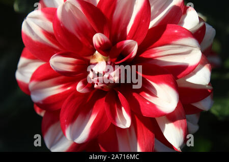 La belle fleur d'un rouge et blanc à rayures, dahlia, ensoleillée à l'extérieur et en close up. Banque D'Images