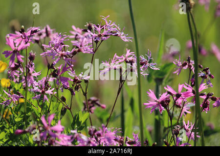 Close up of pink Ragged robin fleurs. Également connu sous le nom de Lychnis flos-cuculi, dans une prairie d'été naturel. Fleurs sauvages roses, arrière-plan. Banque D'Images