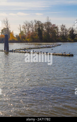 Mouettes reposant sur des rondins flottants à Londres l'atterrissage près de Steveston British Columbia Canada Banque D'Images