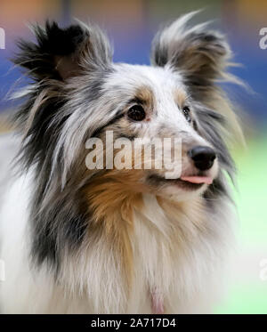 Portrait d'un chien de race Banque D'Images