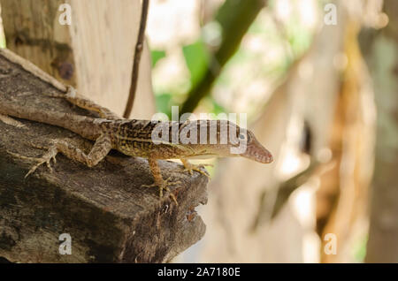 Anole brun sur le bord de la surface en bois Banque D'Images