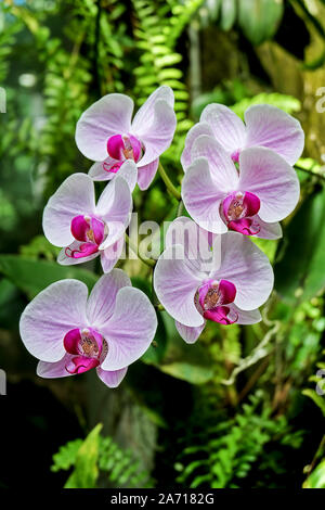 Coloré et parfumé à l'orchidée, fleur rose blanc en face de fond vert naturel de fougères Banque D'Images
