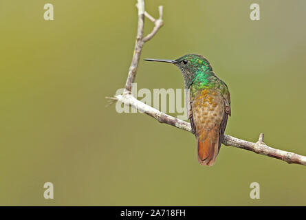 Snowy-bellied Hummingbird (Amazilia edward) des profils perché sur twig Torti, Panama Avril Banque D'Images