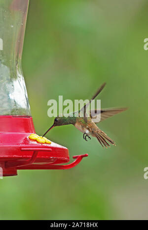 Snowy-bellied Hummingbird (Amazilia edward) alimentation adultes à colibri Torti, Panama Avril Banque D'Images