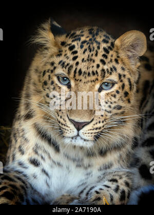 Panthère Panthera pardus orientalis prisonnier Banque D'Images